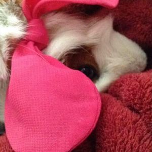 Meet your Posher, Emma